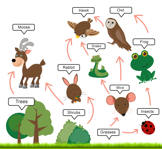 Image of food web